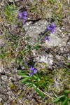 Stór silkibond / Polygala vulgaris.