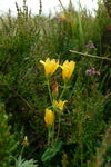 Fagurligt pirikum ella víriksgras / Hypericaceae pulchrum L.