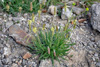 Sævargøtubrá / Plantago maritima L.