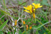 Fagurligt pirikum ella víriksgras / Hypericaceae pulchrum L.