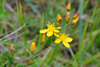 Fagurligt pirikum ella víriksgras / Hypericaceae pulchrum L.