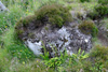 Ekstur blóðkampur / Blechnum spicant (L.) Roth)