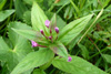 Kertildúnurt Epilobium ciliatum Rafin