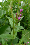 Kertildúnurt Epilobium ciliatum Rafin