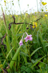 Eingjardúnurt / Epilobium palustre