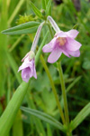 Eingjardúnurt / Epilobium palustre