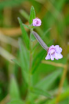 Eingjardúnurt / Epilobium palustre