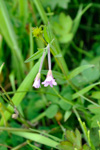 Eingjardúnurt / Epilobium palustre