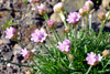 Mjátt sjógras / Armeria maritima. Fjøran / Near the sea.