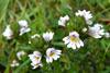 Eygnagras / Euphrasia officinalis.