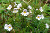 Eygnagras / Euphrasia officinalis.