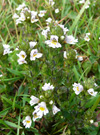 Eygnagras / Euphrasia officinalis.