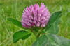 Reyðsmæra / Trifolium pratense L. Tórshavn.