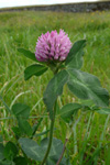 Reyðsmæra / Trifolium pratense L. Tórshavn.