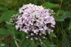 Margblømdur rølikur / Achillea millefolium L., Tórshavn.