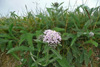 Margblømdur rølikur / Achillea millefolium L., Tórshavn.