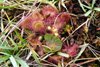 Rundblaðað sóldøgg / Drosera rotundifolia