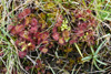 Rundblaðað sóldøgg / Drosera rotundifolia