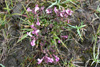 Lúsaórøkja / Pedicularis palustris