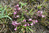 Lúsaórøkja / Pedicularis palustris