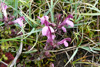 Lúsaórøkja / Pedicularis palustris