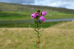 Føroyskur klokkulyngur / Erica cinerea