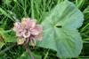 Mýrisólja / Caltha palustris L.