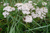 Margblømdur rølikur / Achillea millefolium L., Sandoy.