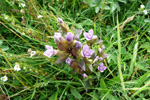 Íslendskt loppugras / Gentianella campestris