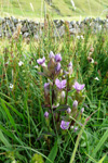 Íslendskt loppugras / Gentianella campestris