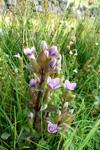 Íslendskt loppugras / Gentianella campestris