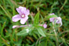 Kertildúnurt Epilobium ciliatum Rafin