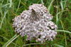 Margblømdur rølikur / Achillea millefolium L., Sandoy.