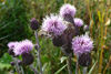 Akurtistil / Cirsium arvense (L.) Scop. Sandoy 2009.