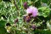 Akurtistil / Cirsium arvense (L.) Scop. Sandoy 2009.