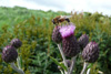 Akurtistil / Cirsium arvense (L.) Scop. Sandoy 2009.