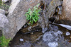 Arvadúnurt / Epilobium anagallidifolium Lam.