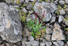 Arvadúnurt / Epilobium anagallidifolium Lam.