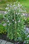 Reyð kúpa / Knautia arvensis (L.) Coulter, Debessartrøð, Tórshavn.