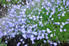 Bláklokka / Campanula rotundifolia L., Debessartrøð, Tórshavn.