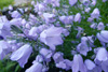 Bláklokka / Campanula rotundifolia L., Debessartrøð, Tórshavn.