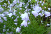 Bláklokka / Campanula rotundifolia L., Debessartrøð, Tórshavn.