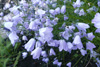 Bláklokka / Campanula rotundifolia L., Debessartrøð, Tórshavn.