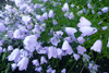 Bláklokka / Campanula rotundifolia L., Debessartrøð, Tórshavn.