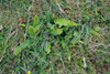 Ekstur blóðkampur / Blechnum spicant (L.) Roth)