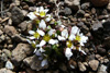 Læknaeirisgras / Cochlearia officinalis