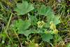 Sjeyskøra / Alchemilla filicaulis