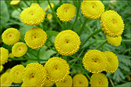 Reinfan / (Syn. Chrysanthemum vulgare L.) Tanacetum vulgare L.