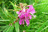 Sigurskúvur / Epilobium angustifolium L. (Chamaenerion angustifolium (L.) Scop.)