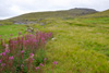 Sigurskúvur / Epilobium angustifolium L. (Chamaenerion angustifolium (L.) Scop.)